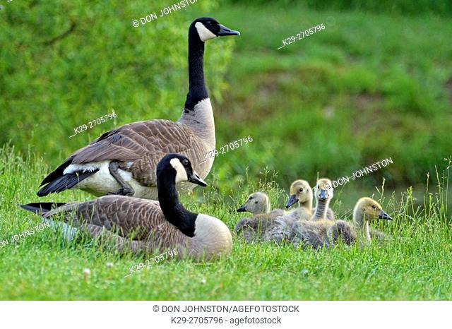 Canada goose (Branta Canadensis) Adults and goslings, Minnesota Wildlife Connection, Sandstone, Minnesota, USA