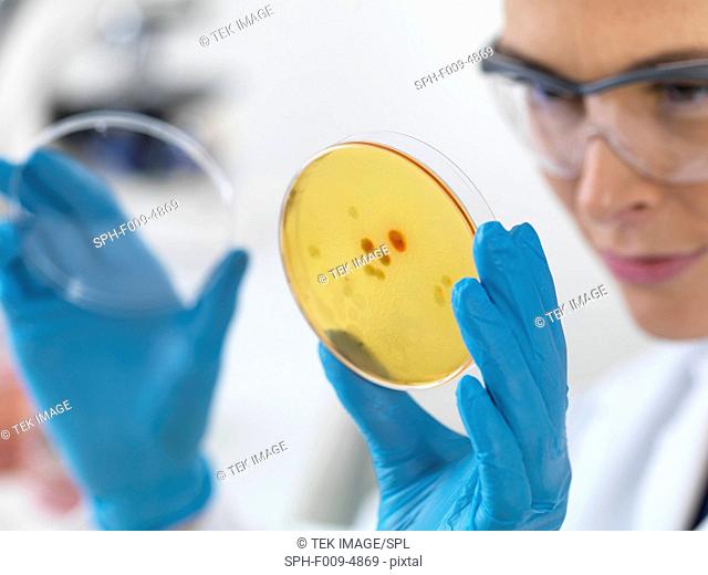 Female scientist holding petri dish with biological cultures