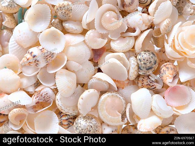 Shells background, many simple small shells, white