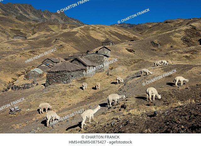 Peru, Carabaya Cordillera, Sinakara Range, Cuzco Province, Q'ero indigenous people, the ultimate descendants of Incas, Hatun community