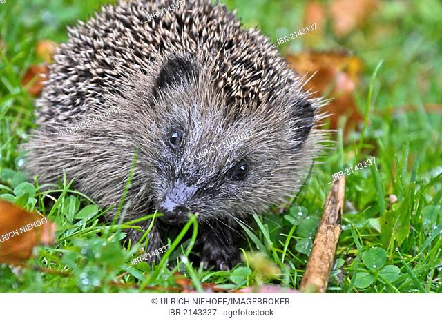 European hedgehog (Erinaceus europaeus) in grass