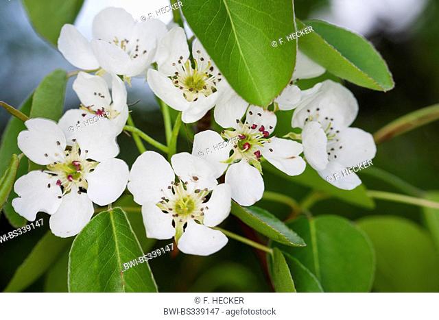 European Wild Pear (Pyrus pyraster), blooming branch, Germany
