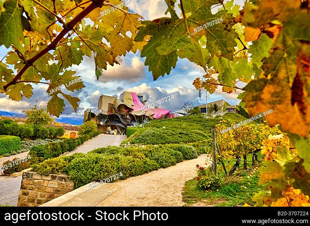 Vineyards in autumn, The City of Wine, Marques de Riscal winery, building by Frank O. Gehry, Elciego, Alava, Rioja Alavesa, Basque Country, Spain, Europe
