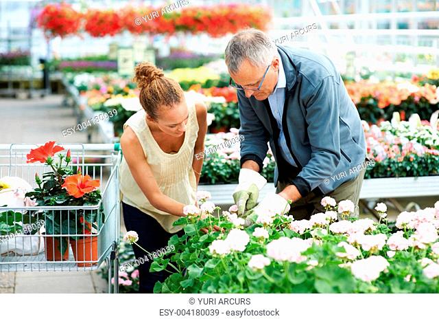 Ethnic young woman standing next to male florist bending down cutting stem of flower