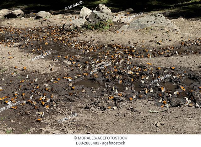 Central America, Mexico, State of Michoacan, Angangueo, Reserve of the Biosfera Monarca El Rosario, Monarch (Danaus plexippus) butterflies gathering to drink...