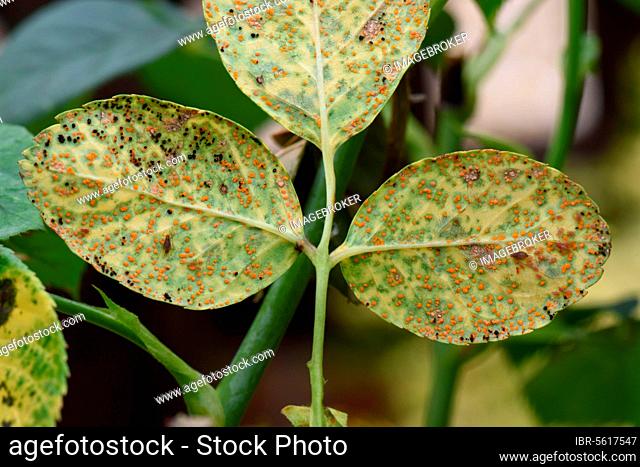 Rose rust, Phragmidium mucronatum, pustules (urediospores) (teliospores) formed on the lower leaf surface of an ornamental rose tree in summer, Berkshire