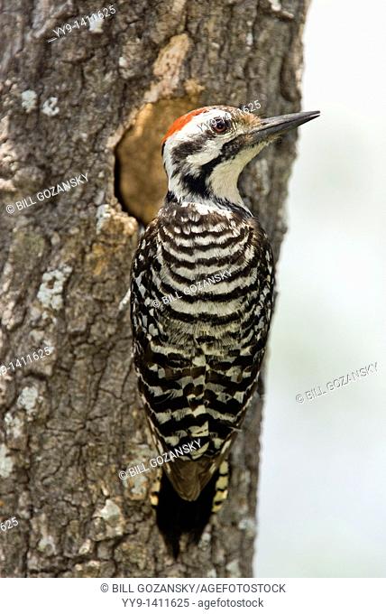 Ladder-backed Woodpecker - Los Novios Ranch - near Cotulla, Texas USA