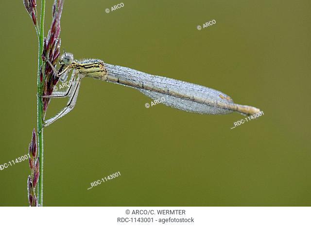 White-legged Damselfly, july, Bavaria, Germany / (Platycnemis pennipes)