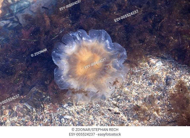 Yellow mane jellyfish (Cyanea capillata)