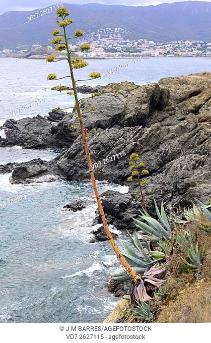 Maguey or centuryplant (Agave americana) is native from Mexico and southern USA, but it has become naturalized in many regions: South America, Africa, India