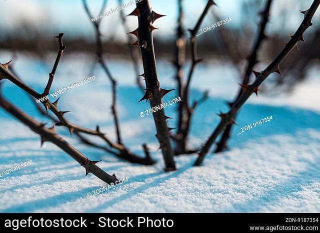Frozen rose hips covered by snow and winter blue sky