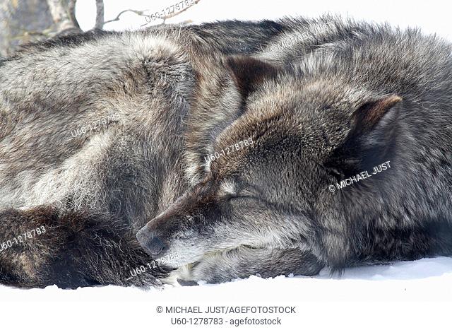 A grey wolf relaxes on the winter snow at Yellowstone National Park, Wyoming