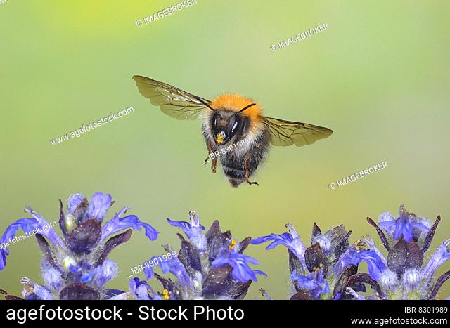 Common carder-bee (Bombus pascuorum), in flight, highspeed nature photo, over creeping blue bugle (Ajuga reptans), Siegerland, North Rhine-Westphalia, Germany