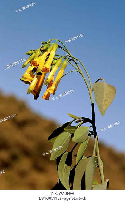 tree tobacco (Nicotiana glauca), blooming