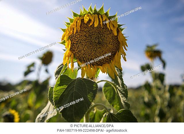 18 July 2018, Germany, Wildenhain: A dry sunflower in a field of the Agrarprodukte eG cattle raisers' group. There has been little rain for months in many parts...