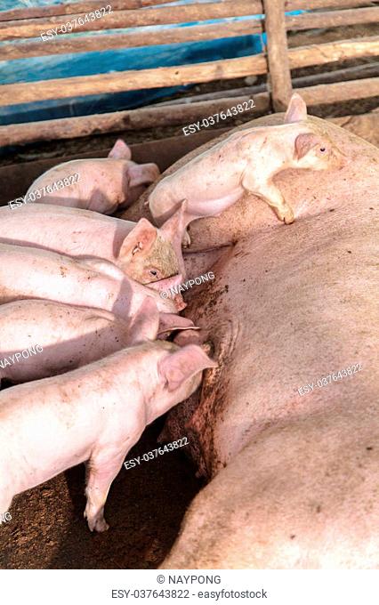 Newborn piglets suckling on a farm