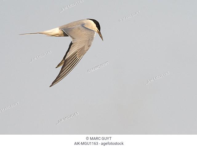 Adult (Siberian) Common Tern in flight above Bodhi Island, China. Showing upperwing