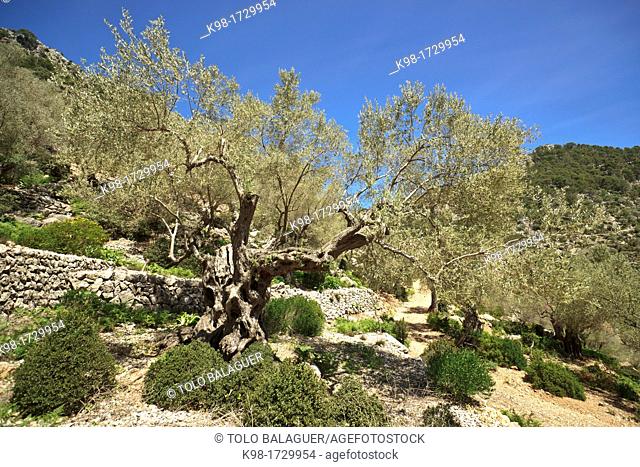Olives, Els Horts Mallorca Balearic Islands Spain Caimari