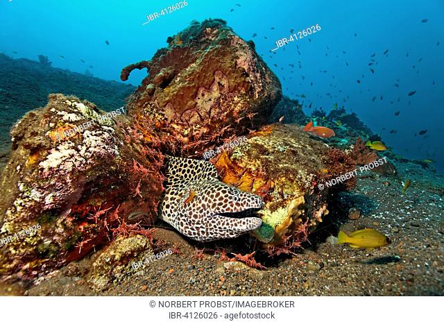 Honeycomb Moray (Gymnothorax favagineus) in shelter with many Hingebeak prawns (Rhynchocinetes durbanensis), Bali