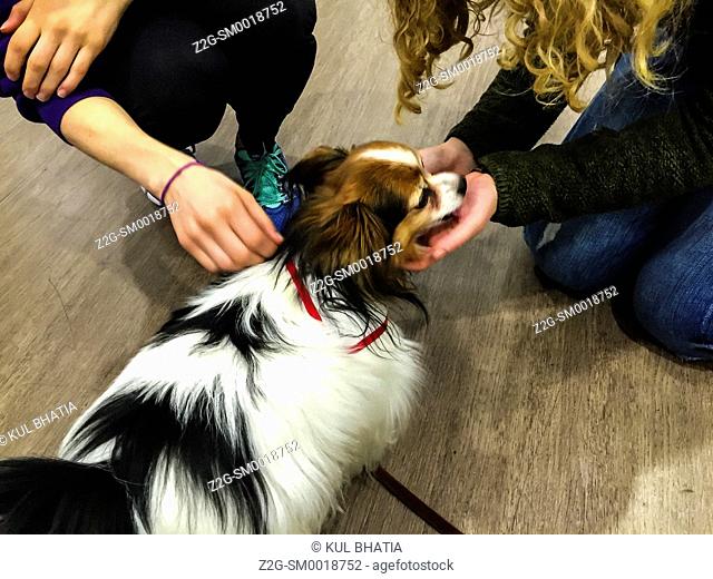 Two young persons de-stress with a therapy dog, Ontario, Canada
