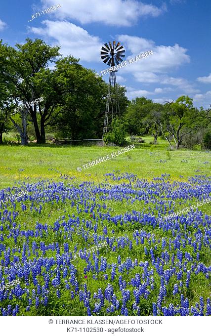 A country windmill in a meadow with bluebonnets in hill country near Castell, Texas, USA