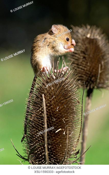 Harvest mouse on teasel seed head, washing faces after feeding  The smallest British rodent weighs between 5 and 11 grammes  Unusually they have prehensile...
