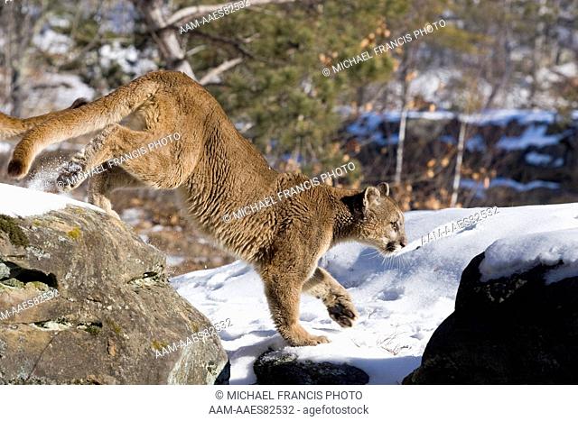 Mountain Lion (Felis concolor), leaping in snow Minnesota Wildlife Connection Sandstone Minnesota