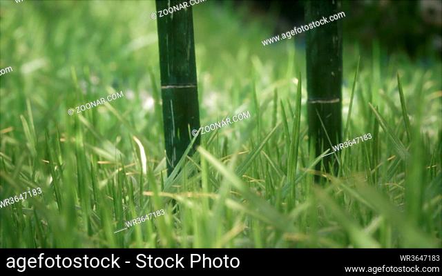 fresh green Grass on the forest