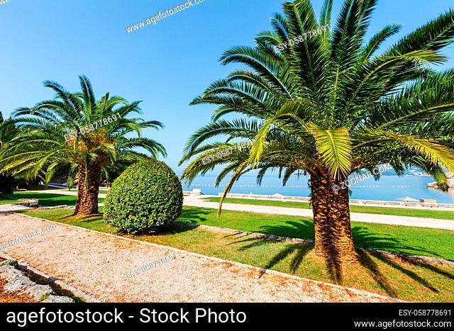 A beautiful summer park morning view with palm tree near Milocer Beach (Montenegro, Budva)