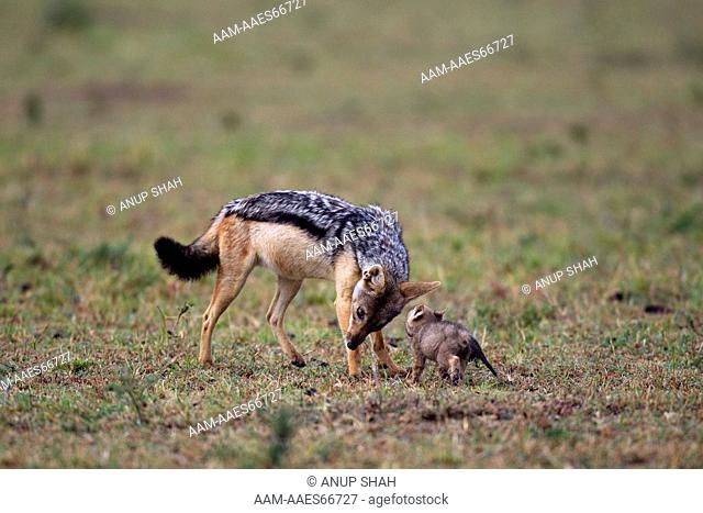 Black-backed jackal 'helper' playing with two week old pup (Canis mesomelas). Maasai Mara National Reserve, Kenya. Aug 2011