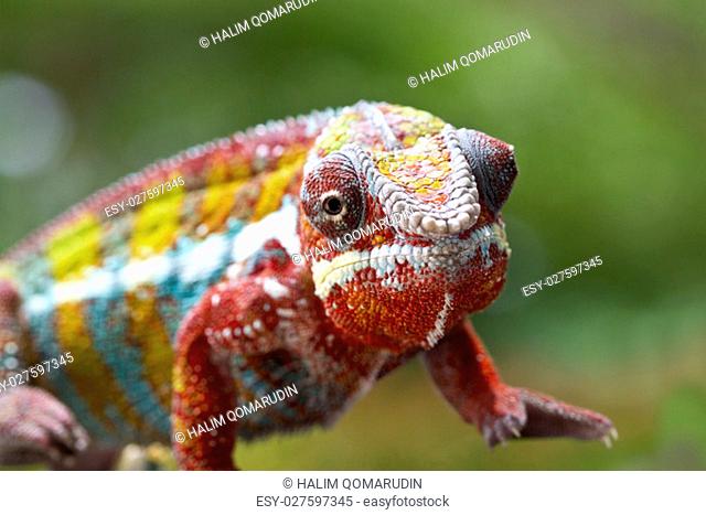 Panther Chameleon