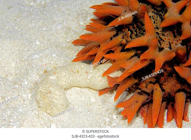 Fecal Discharge From a Sea Cucumber
