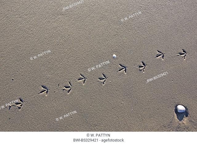 gulls (Larinae), tracks on the beach on the North Sea, Belgium