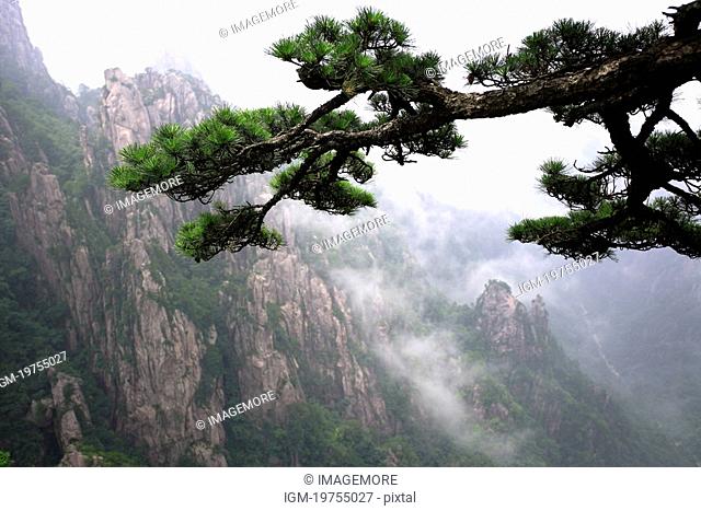 China, Anhui Province, Mt. Huangshan, Pine tree' branch in the foreground