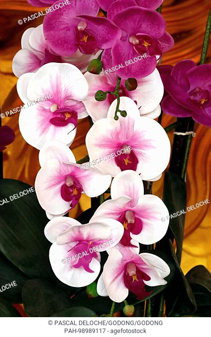 Close up of a pink indoors orchid. Vung Tau. Vietnam. | usage worldwide. - Vung Tau/Ba Ria Vung Tau/Vietnam