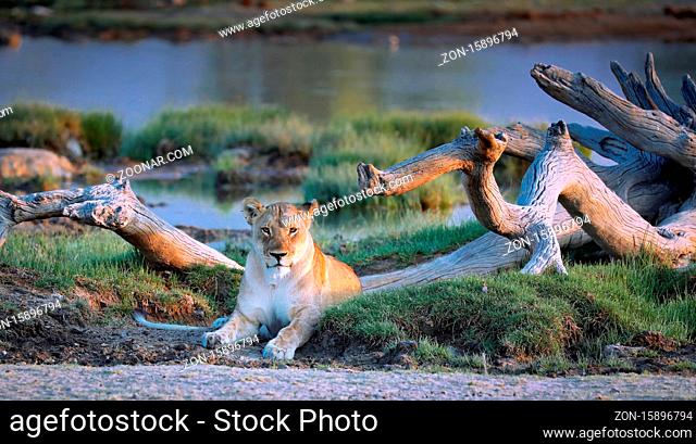 Löwin am Wasserloch, Etosha-Nationalpark, Namibia, (Panthera leo) | lioness at a waterhole, Etosha National Park, Namibia, (Panthera leo)