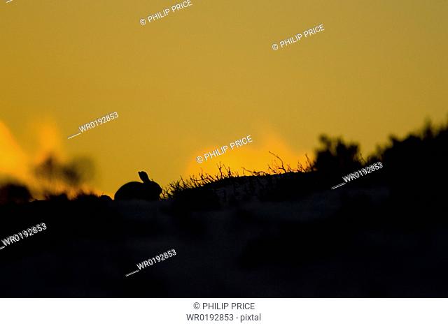 Mountain Hare Lepus timidus lying in heather with sun setting behind creating a silhouette highlands, Scotland, UK