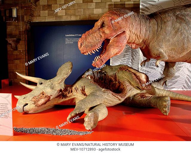 Model of the animatronic predator T. rex in 'T. rex The Killer Question' exhibition at the Natural History Museum, London, 2003