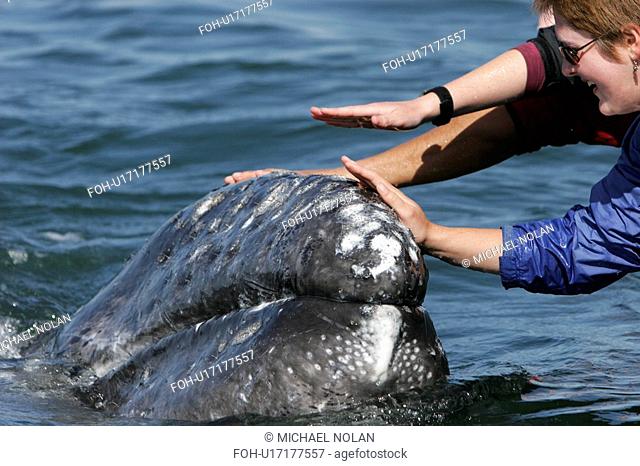 California Gray Whale Eschrichtius robustus calf being touched by excited whale watchers in the calm waters of San Ignacio Lagoon, Baja California Sur, Mexico