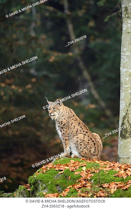 Eurasian lynx (Lynx lynx) in autumn in the bavarian forest
