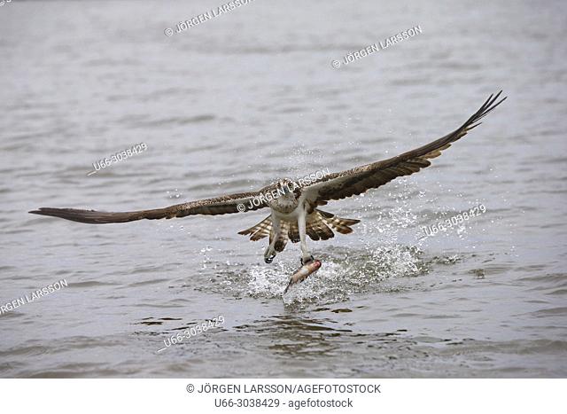Osprey fishing. Lake Malaren, Sodermanland, Sweden