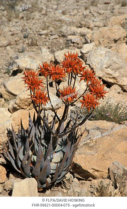 Aloe Aloe hereroensis Namibia