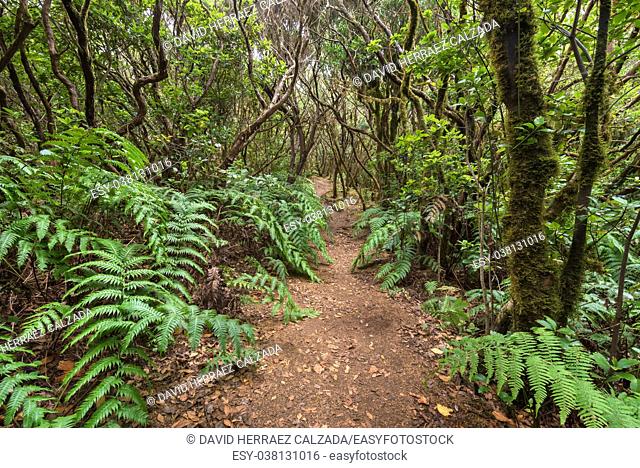 Tropical forest Forest landscape in Anaga, rural park, Tenerife, Canary islands, Spain