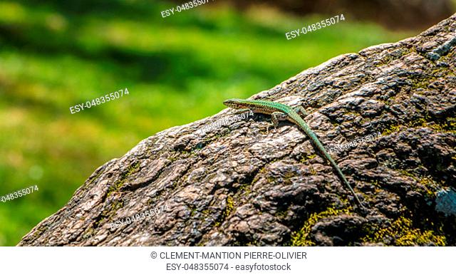 lizard walking on a tree trunk in nature of the Portugal