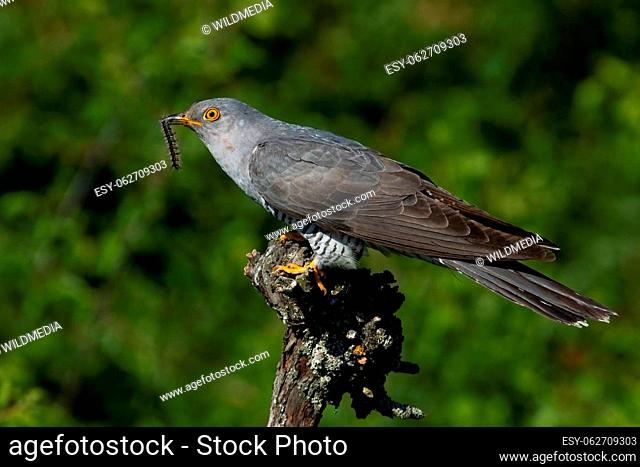 Common cuckoo, cuculus canorus, holding caterpillar in beak in summer. Grey bird sitting on wood with worm in summertime
