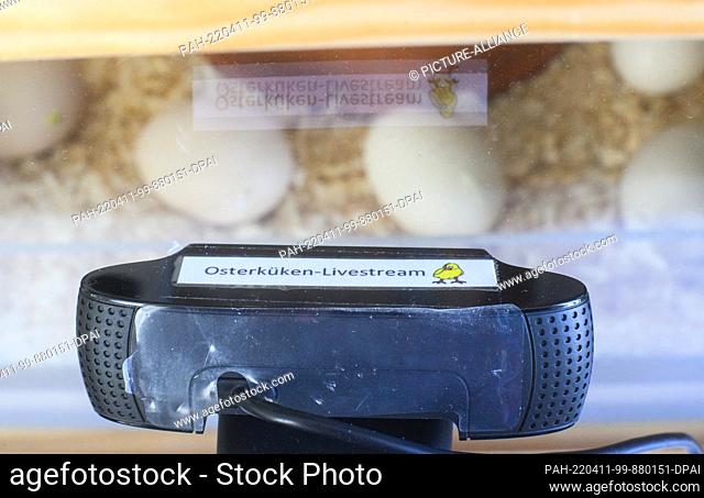 11 April 2022, Lower Saxony, Brunswick: A webcam films eggs in an incubator at the State Natural History Museum in Braunschweig