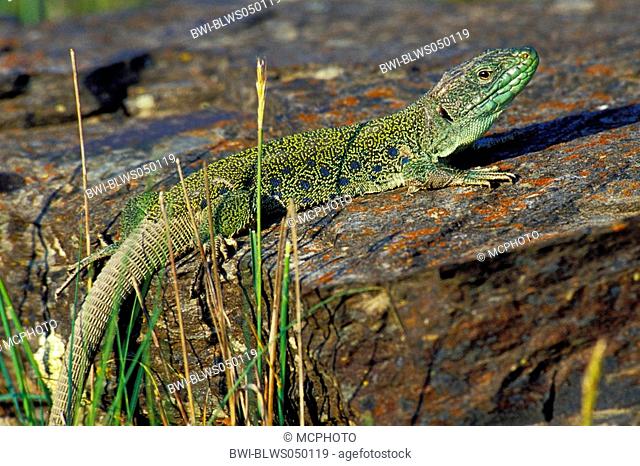 ocellated lizard, ocellated green lizard, eyed lizard, jewelled lizard Lacerta lepida, Portugal, Madeira