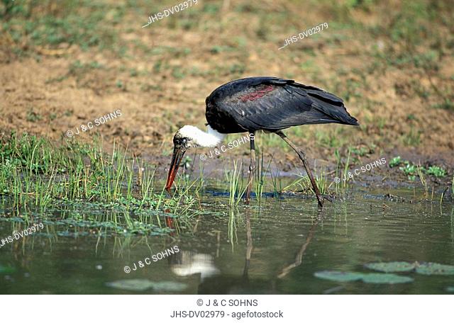 Wooly necked Stork, Ciconia episcopus, Mkuzi Game Reserve, South Africa, Africa, adult at water searching for food