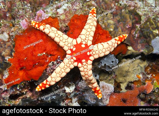 Red Mesh Starfish, Fromia monilis, Felidhu Atoll, Maldives