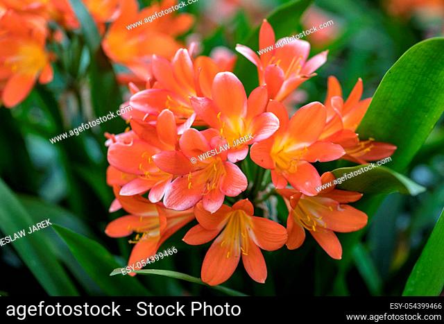 Cluster of orange clivia flowers in garden